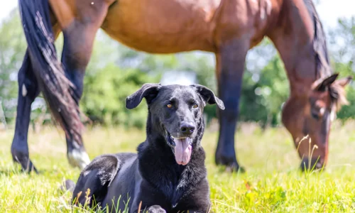 What Dog is Faster Than a Horse? (Greyhound) Reasons