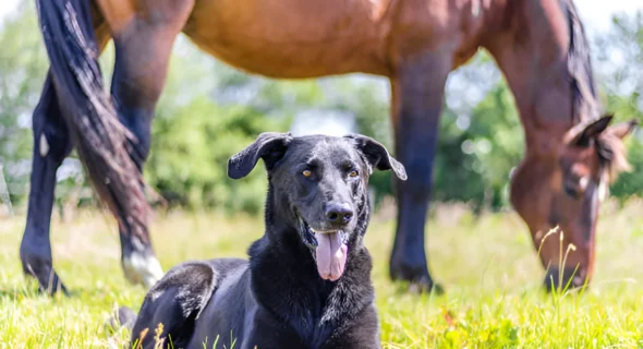 What Dog is Faster Than a Horse? (Greyhound) Reasons