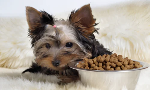 What Foods Can Yorkies Eat? You should Know