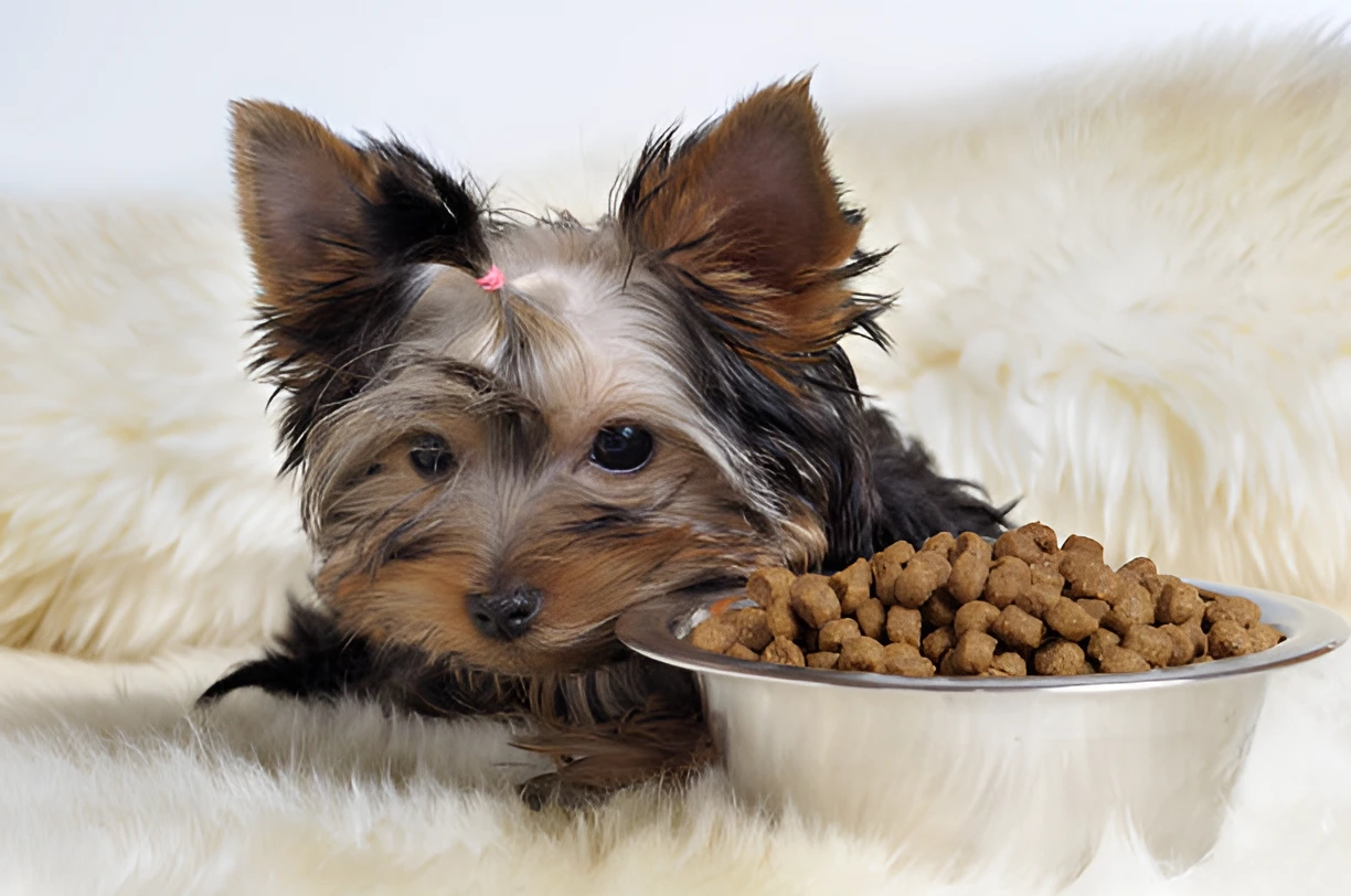 What Foods Can Yorkies Eat