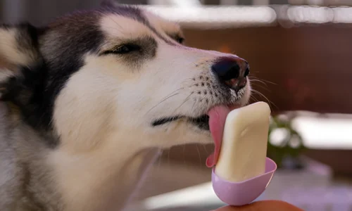 What Happens If My Dog Licks Chocolate Ice Cream?