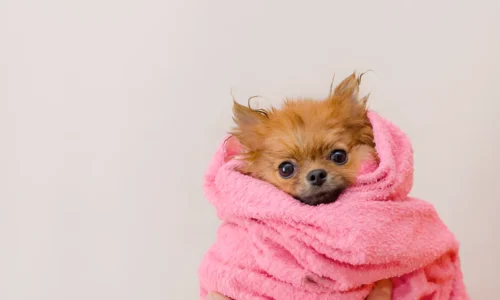 What Happens If You Don’t Dry a Dog’s Coat Completely Before Styling?