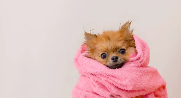 What Happens If You Don’t Dry a Dog’s Coat Completely Before Styling?