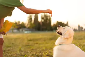 What Happens If You Don’t Train a Golden Retriever