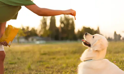 What Happens If You Don’t Train a Golden Retriever?