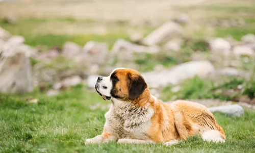 What Is Considered an XL Dog? Fun Facts Explained