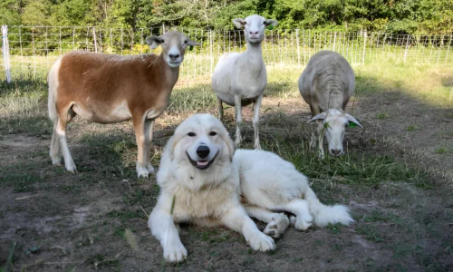 What Is the Best Dog for Goats and Chickens? This One