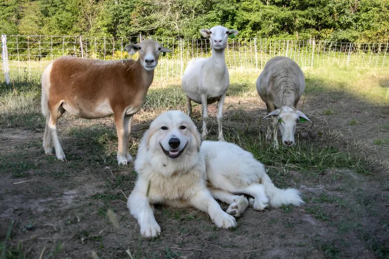 What Is the Best Dog for Goats and Chickens