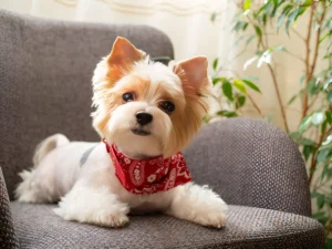 What Is the Best Dog to Have with a Yorkie These Are