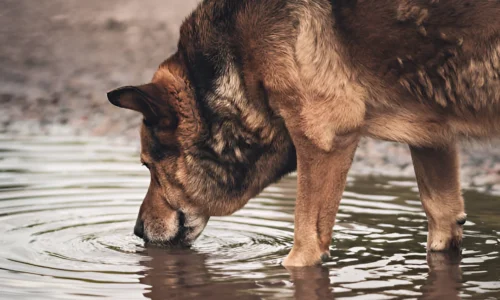 What Should I Do If My Dog Drinks Bad Water?