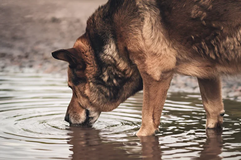 What Should I Do If My Dog Drinks Bad Water