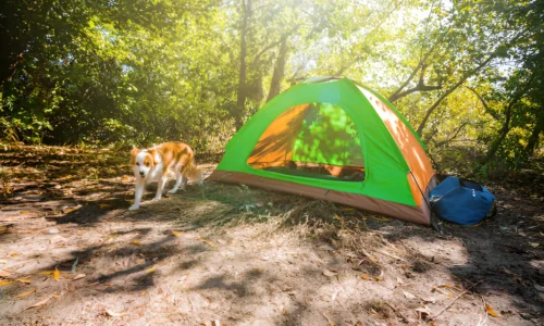 What Temperature Can Dogs Go Camping? Crucial Guide