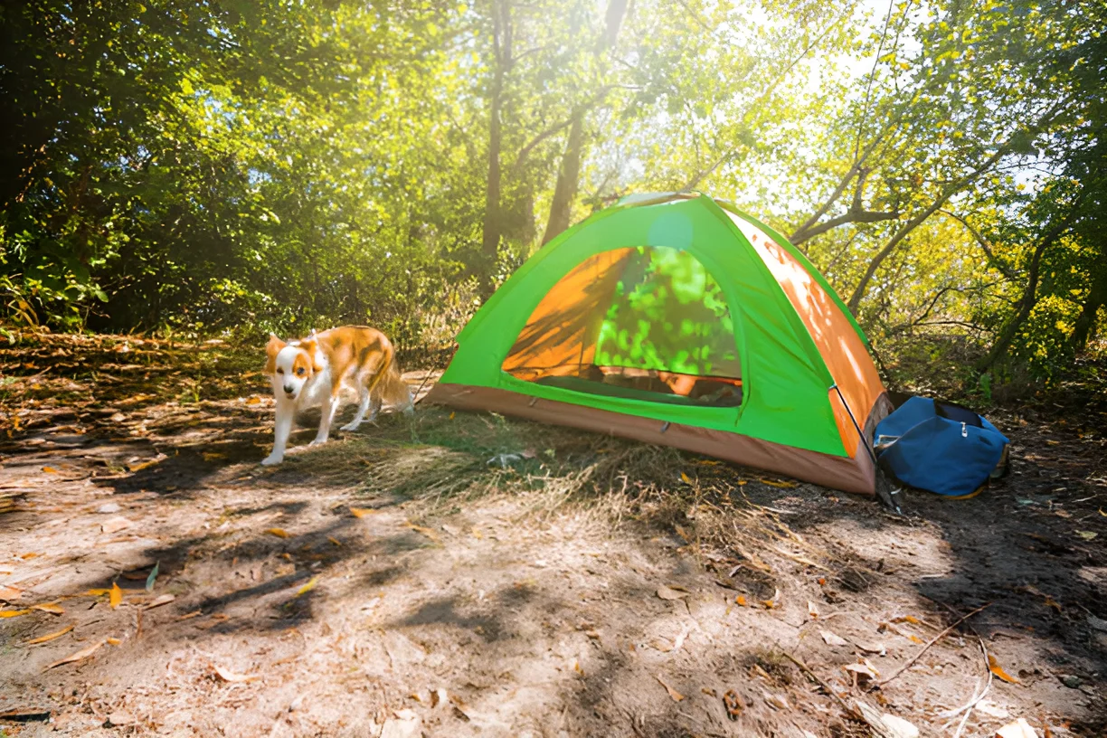 What Temperature Can Dogs Go Camping