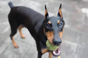 What Temperature is Too Cold for Dobermans