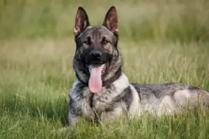 What is a Czech German Shepherd