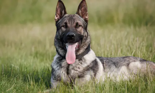 What is a Czech German Shepherd? Explained