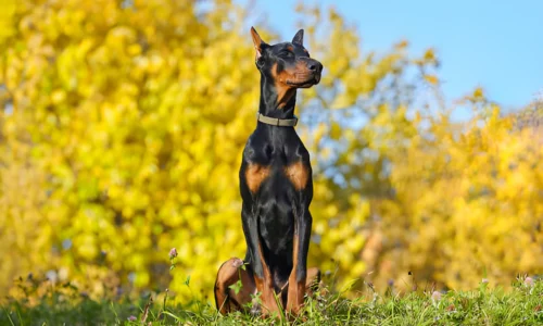 What is the Best Fencing for Doberman? These Are