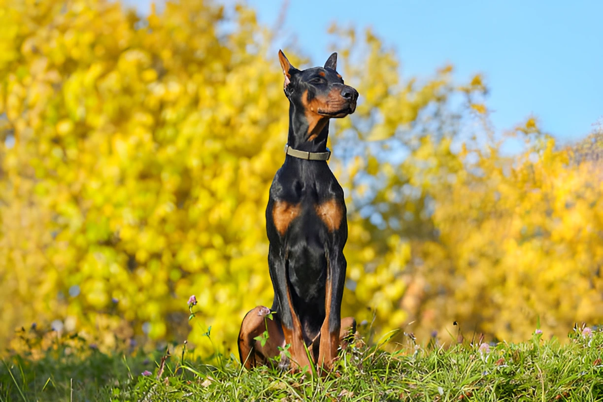 What is the Best Fencing for Doberman