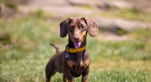 What is the Difference Between a Dachshund and a Mini Dachshund?