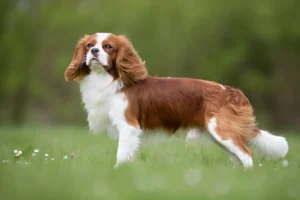 What is the Easiest Dog Breed to Live With