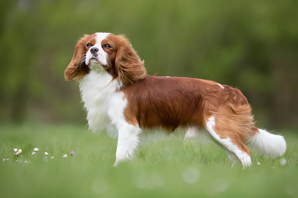 What is the Easiest Dog Breed to Live With