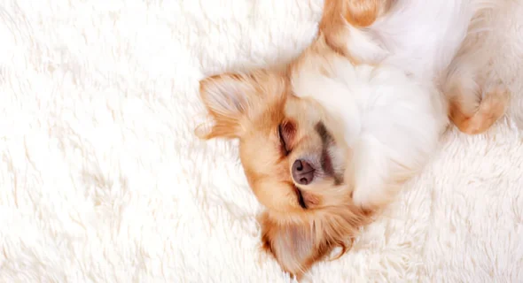 What is the Most Durable Carpet with Dogs? Explained