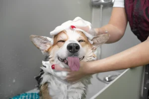 What is the Most Gentle Dog Shampoo