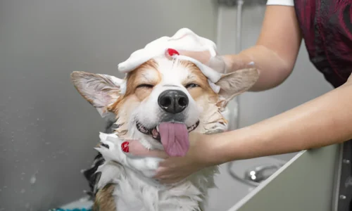 What is the Most Gentle Dog Shampoo? Your Answer