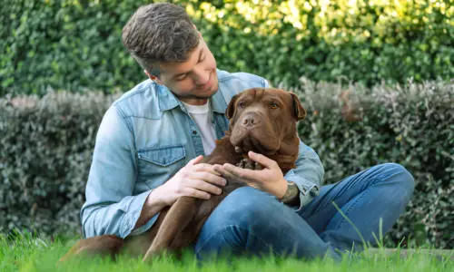 What is the Personality of a Shar-Pei Mix? Explained