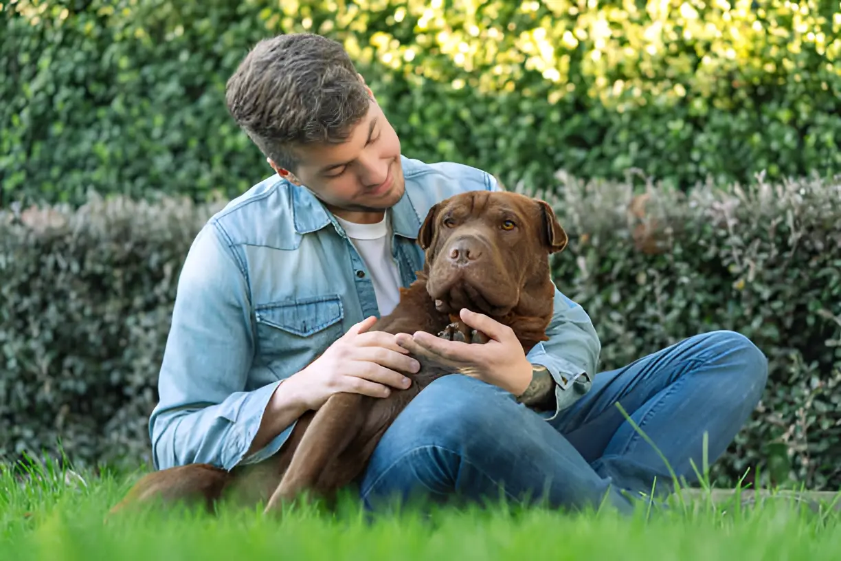 What is the Personality of a Shar-Pei Mix