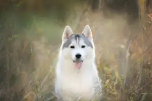 What is the Rarest Husky Color