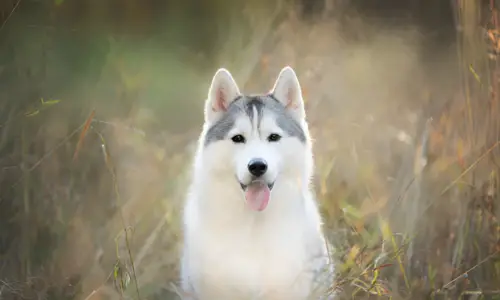 What is the Rarest Husky Color? These Are