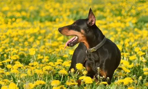 What to Do If a Doberman Attacks You? Crucial Guide