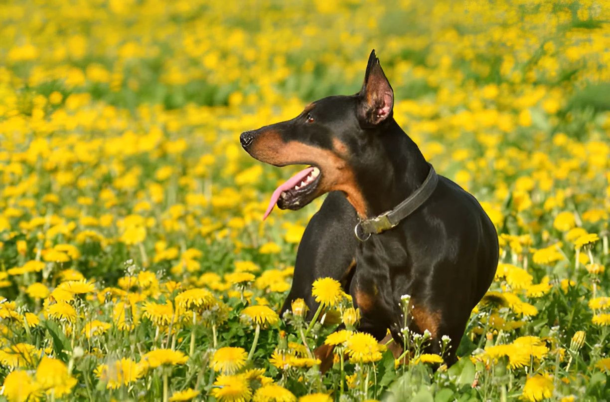 What to Do If a Doberman Attacks You Crucial Guide