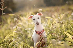 Where Do Greyhounds Like to Be Petted