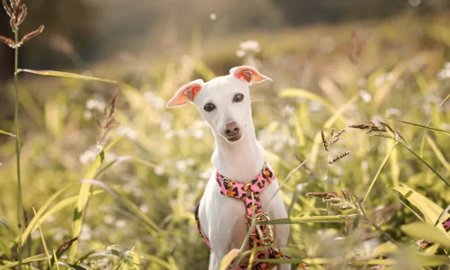 Where Do Greyhounds Like to Be Petted? Best Spot