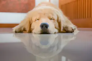 Where Should Golden Retrievers Sleep