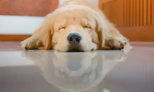 Where Should Golden Retrievers Sleep? Must Know