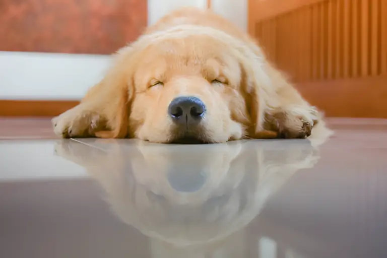 Where Should Golden Retrievers Sleep