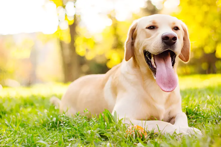 Which Labrador Retriever Has the Blockhead