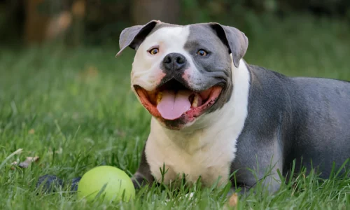 Which Pitbull is Most Friendly? Your Answer