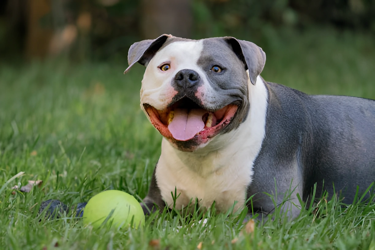 Which Pitbull is Most Friendly