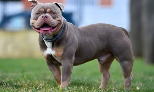 Who is More Aggressive Bully or Pitbull? Explained