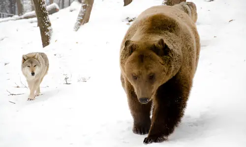 Why Are Bears Scared of Dogs? Reason Explained