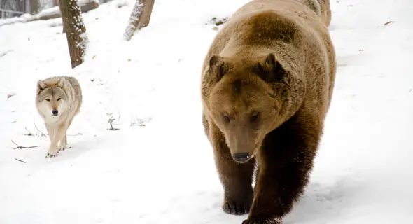 Why Are Bears Scared of Dogs? Reason Explained