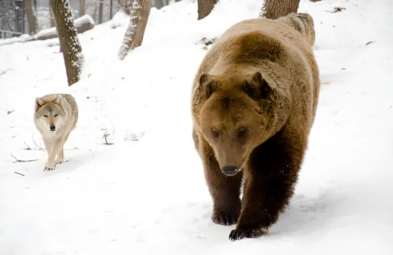 Why Are Bears Scared of Dogs