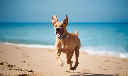 Why Are Dogs Not Allowed on the Beach in Florida?