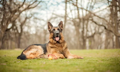 Why Are German Shepherds Not Used as Guide Dogs?