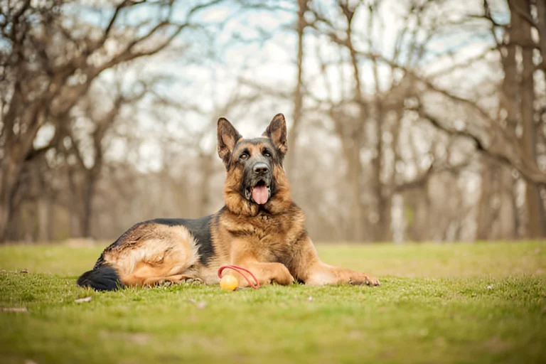 Why Are German Shepherds Not Used as Guide Dogs