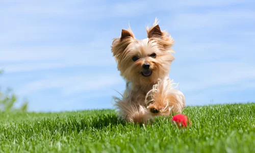 Why Are Little Dogs So Hyper? Here’s the Reasons